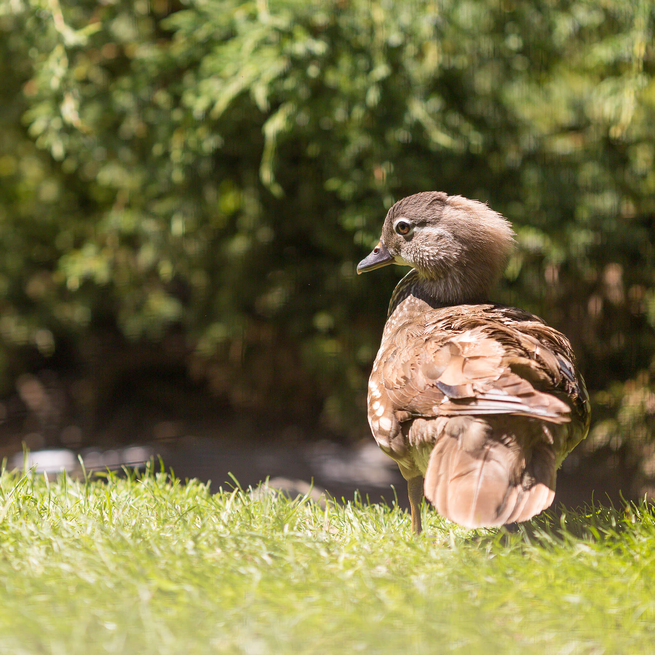 Parco zoologico - Campeggio