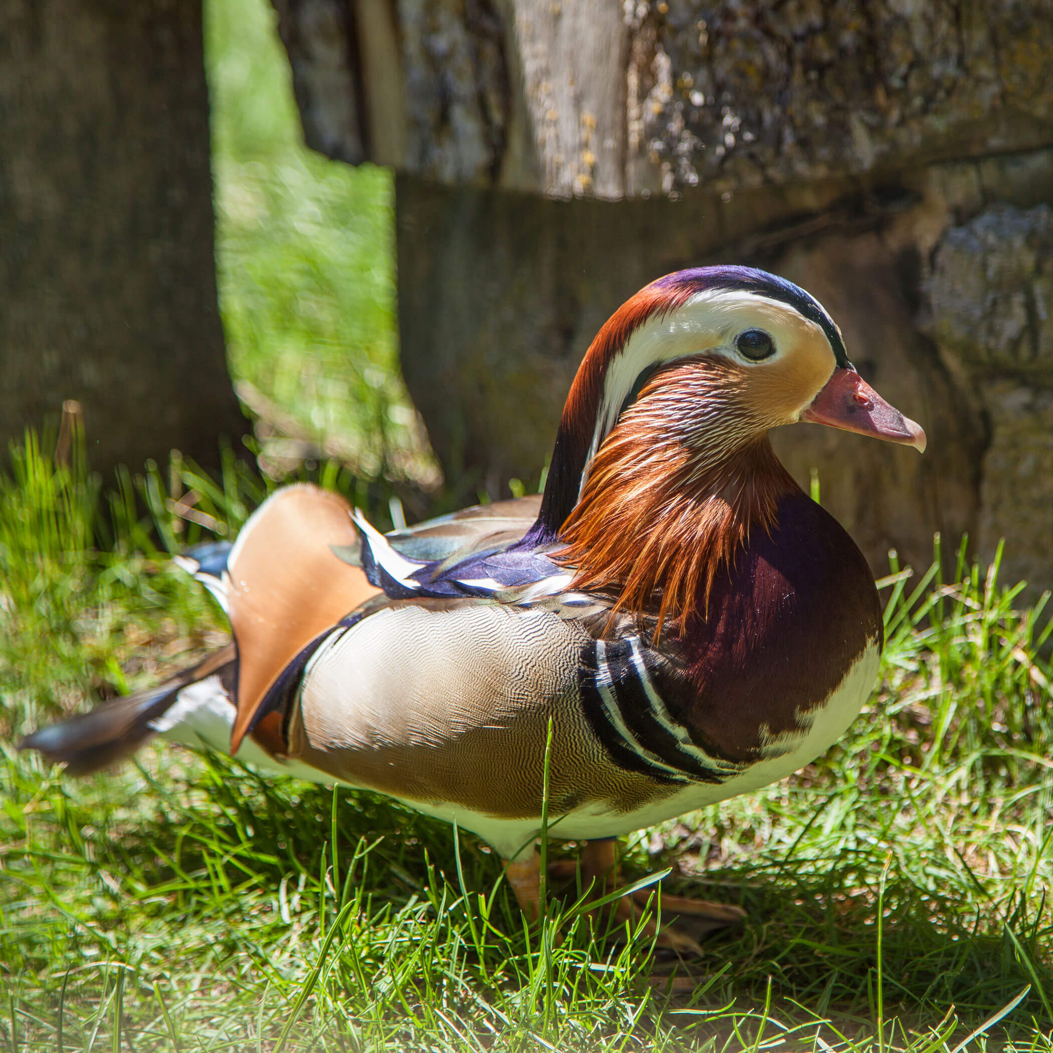 Zoo - Anatra mandarina