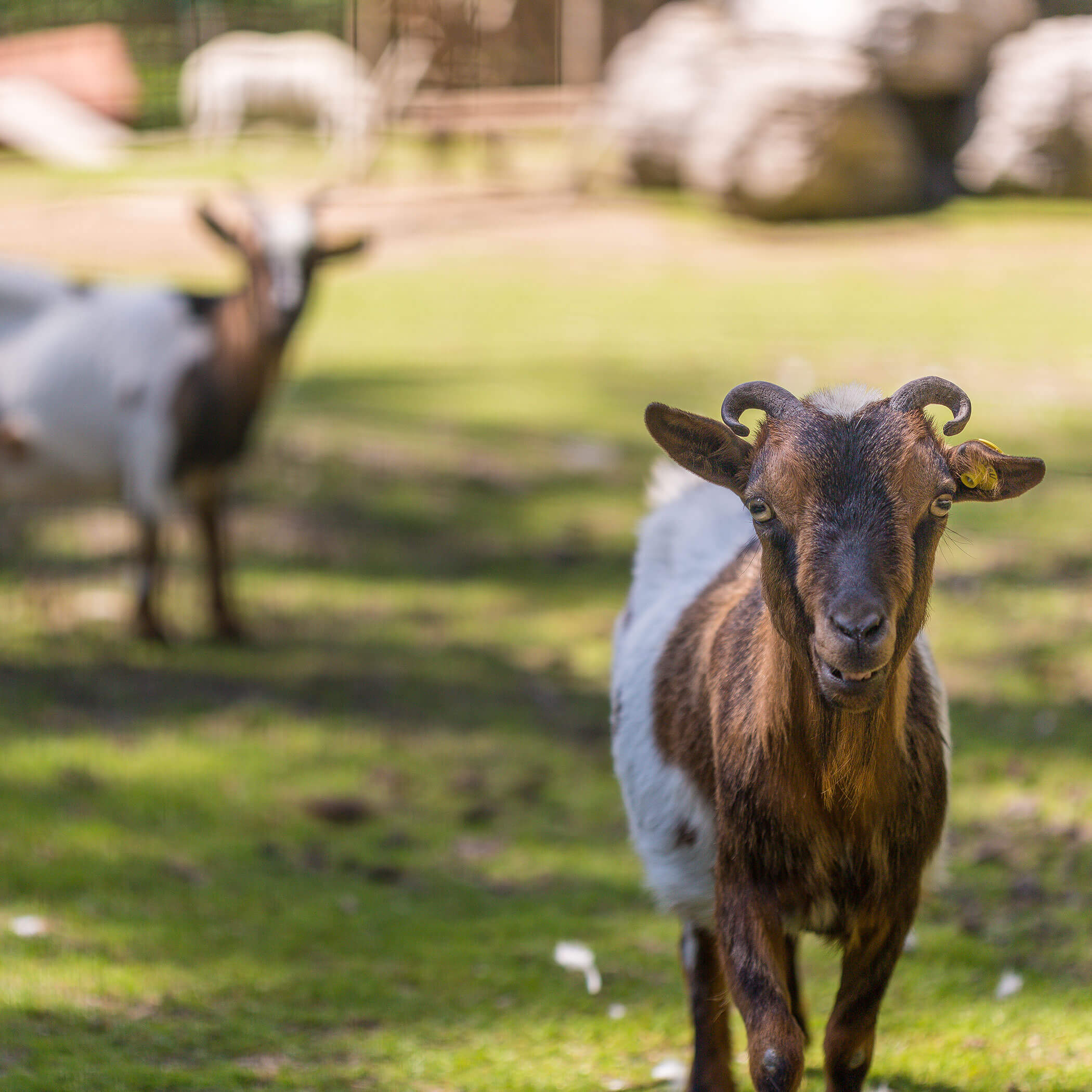 Campeggio Olympia Zoo