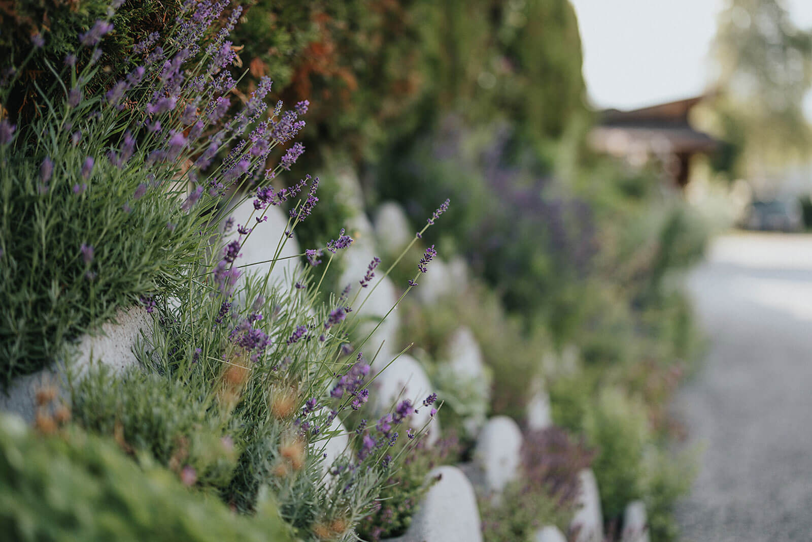 Camping Olympia - Blumen