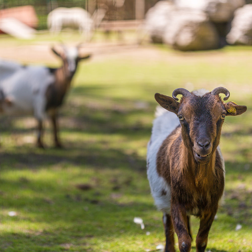Capre pigmee - Camping Olympia