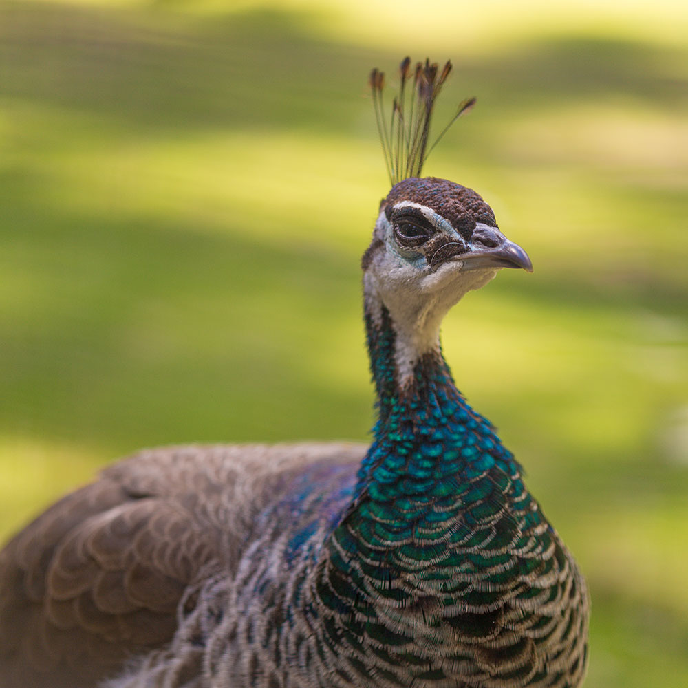 Parco animali - Camping Olympia