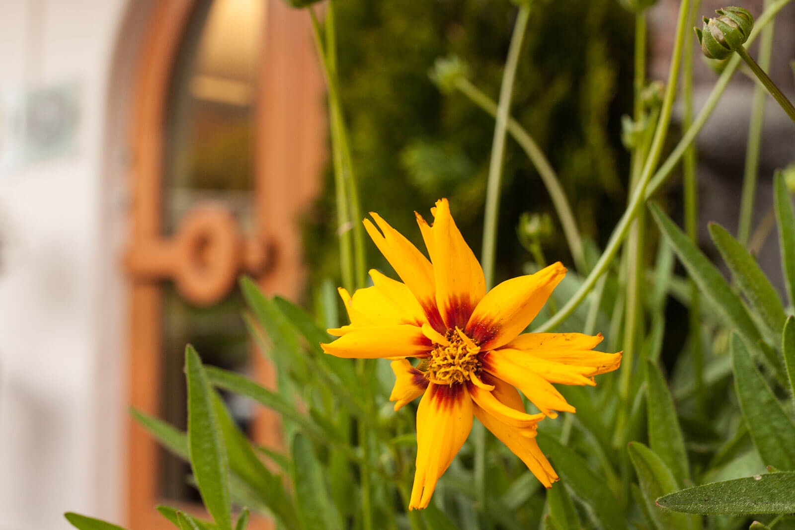 Eingang - Appartement Camping Olympia