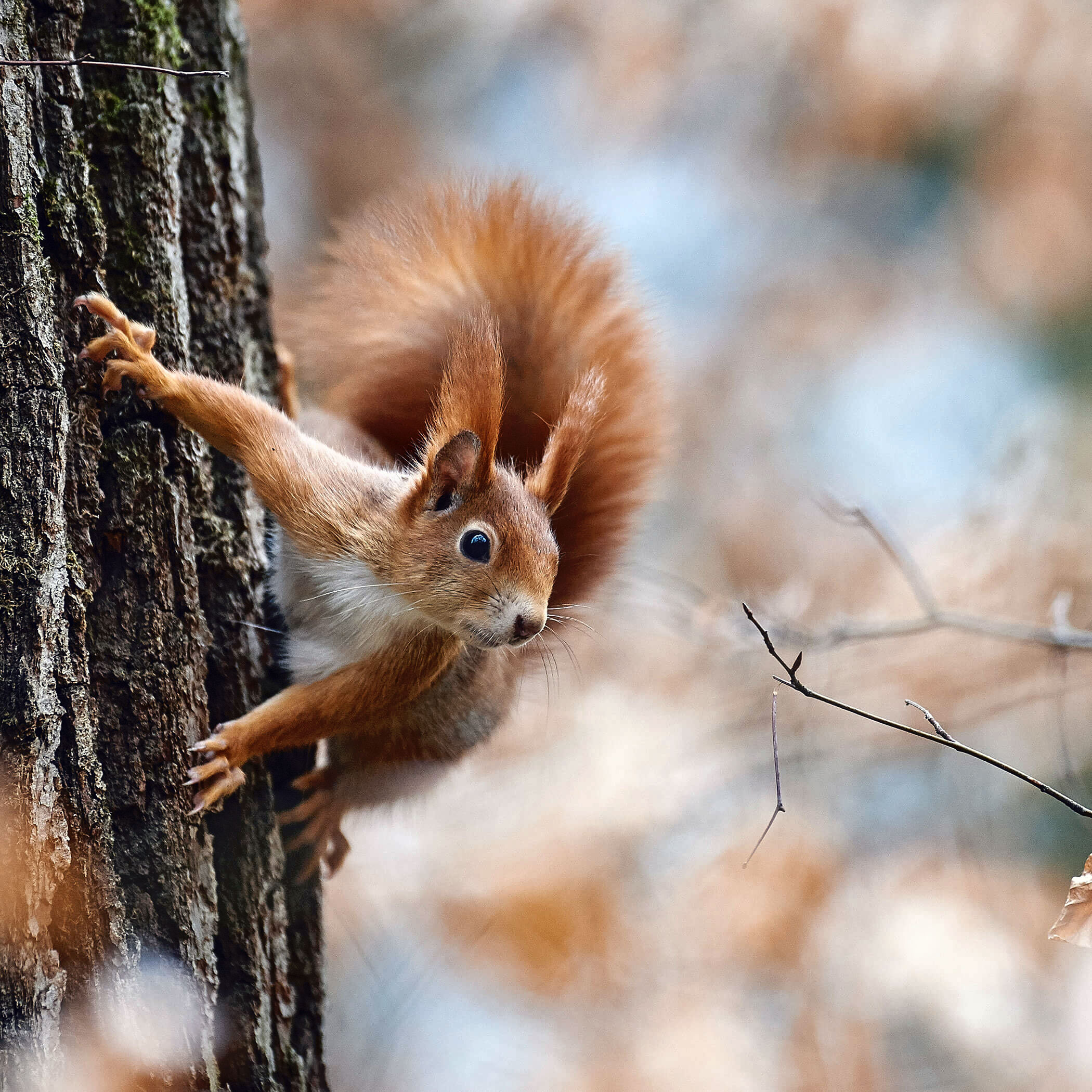 Campeggio Olympia - Oly